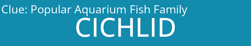 Popular Aquarium Fish Family