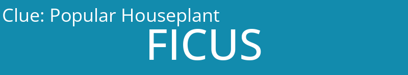 Popular Houseplant