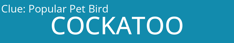 Popular Pet Bird