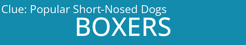 Popular Short-Nosed Dogs