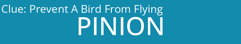 Prevent A Bird From Flying