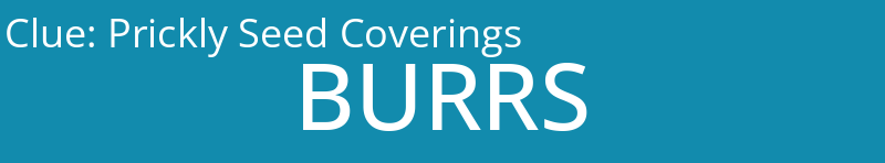 Prickly Seed Coverings