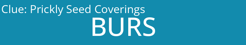 Prickly Seed Coverings