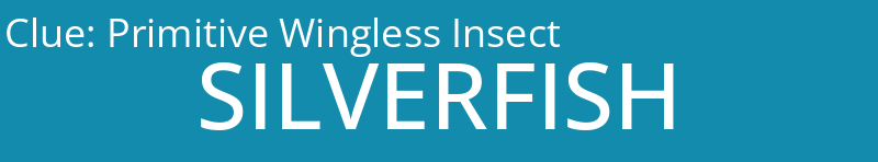 Primitive Wingless Insect