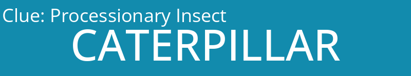 Processionary Insect