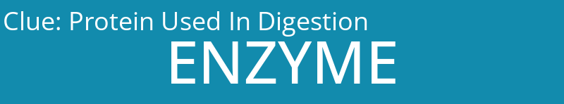 Protein Used In Digestion