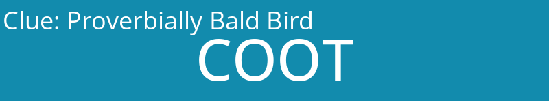 Proverbially Bald Bird