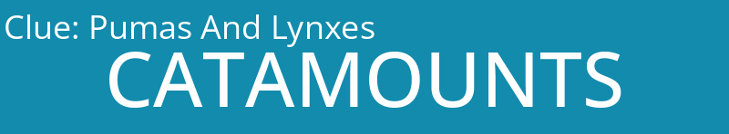 Pumas And Lynxes