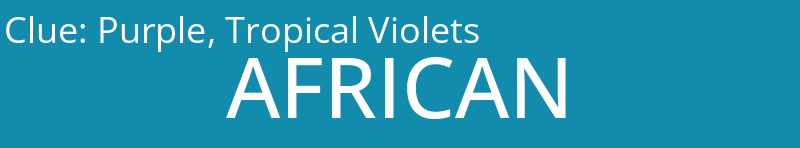 Purple, Tropical Violets