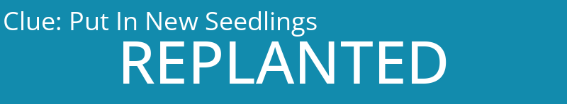 Put In New Seedlings