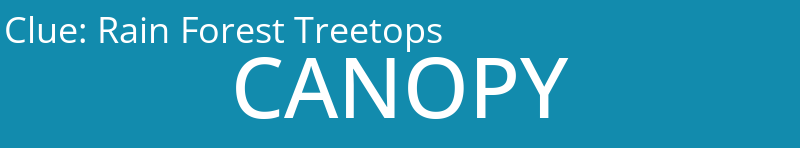 Rain Forest Treetops