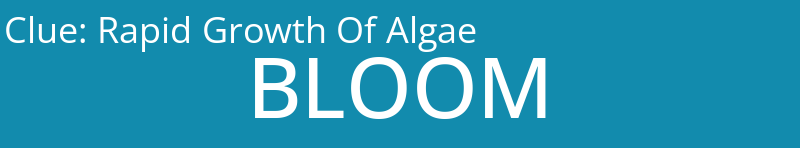 Rapid Growth Of Algae