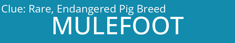 Rare, Endangered Pig Breed