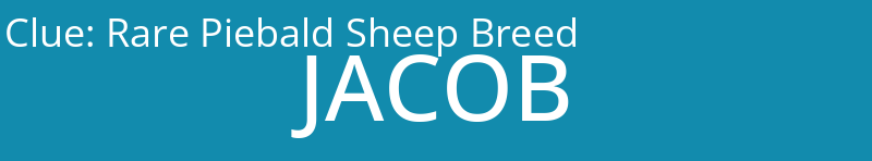 Rare Piebald Sheep Breed