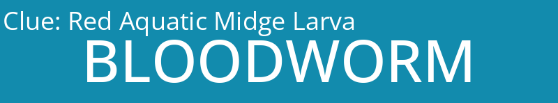 Red Aquatic Midge Larva