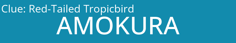 Red-Tailed Tropicbird