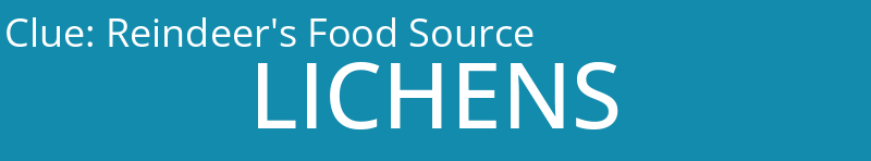 Reindeer's Food Source