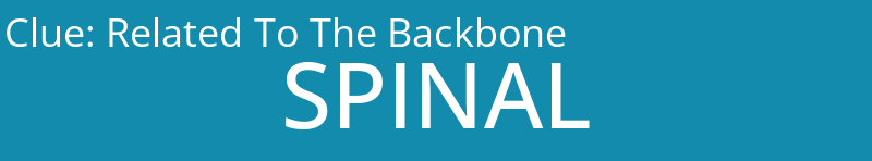 Related To The Backbone