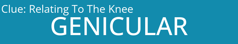Relating To The Knee