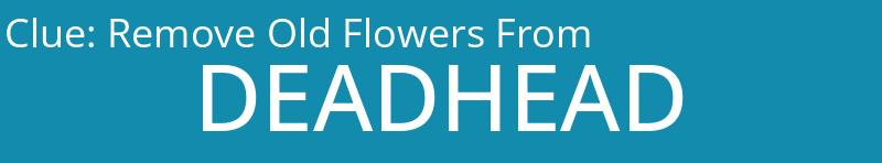 Remove Old Flowers From