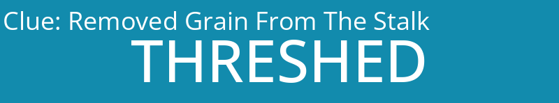 Removed Grain From The Stalk