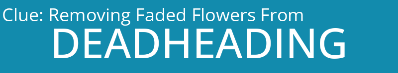 Removing Faded Flowers From
