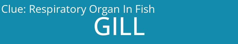 Respiratory Organ In Fish