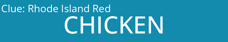 Rhode Island Red