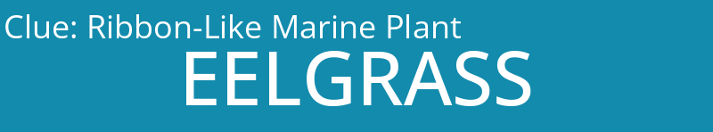 Ribbon-Like Marine Plant