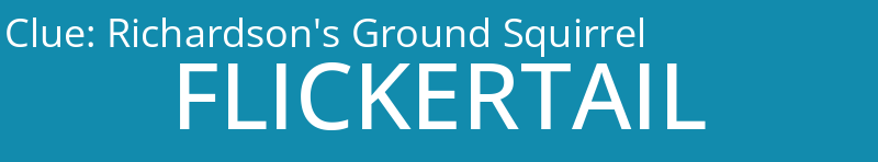 Richardson's Ground Squirrel