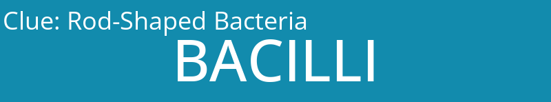 Rod-Shaped Bacteria