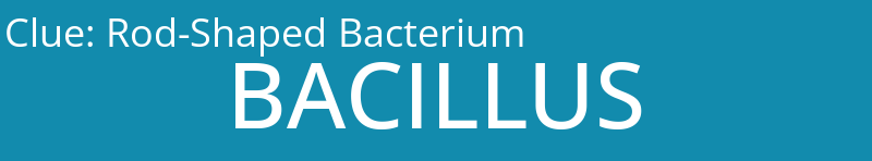 Rod-Shaped Bacterium