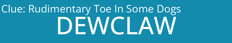 Rudimentary Toe In Some Dogs