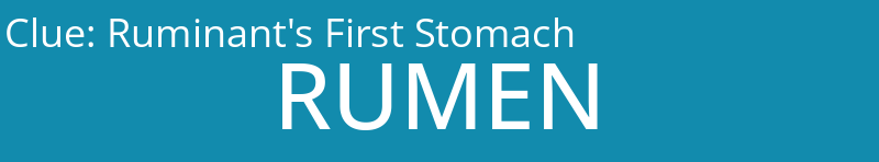 Ruminant's First Stomach