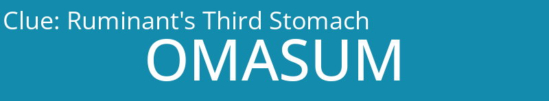 Ruminant's Third Stomach