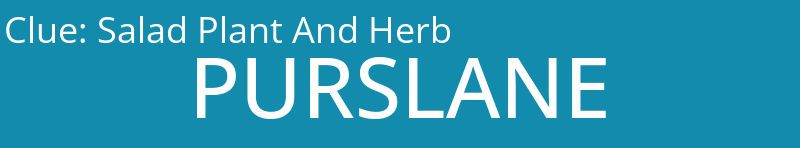 Salad Plant And Herb