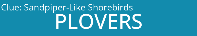 Sandpiper-Like Shorebirds