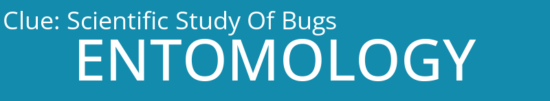 Scientific Study Of Bugs