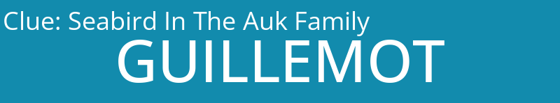 Seabird In The Auk Family