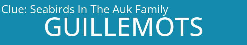 Seabirds In The Auk Family