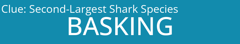 Second-Largest Shark Species