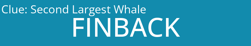 Second Largest Whale