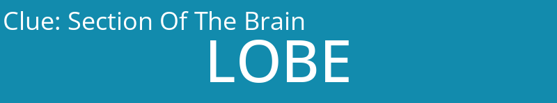 Section Of The Brain