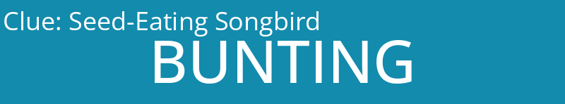 Seed-Eating Songbird