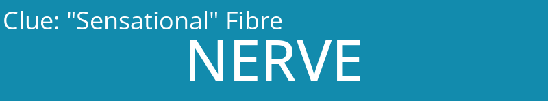 "Sensational" Fibre
