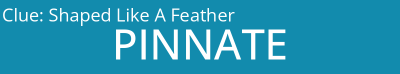 Shaped Like A Feather