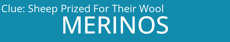 Sheep Prized For Their Wool