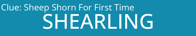 Sheep Shorn For First Time