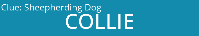 Sheepherding Dog