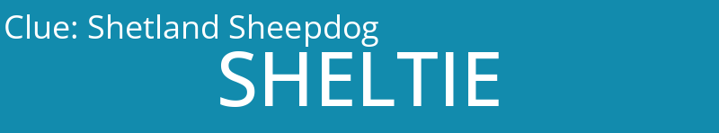 Shetland Sheepdog